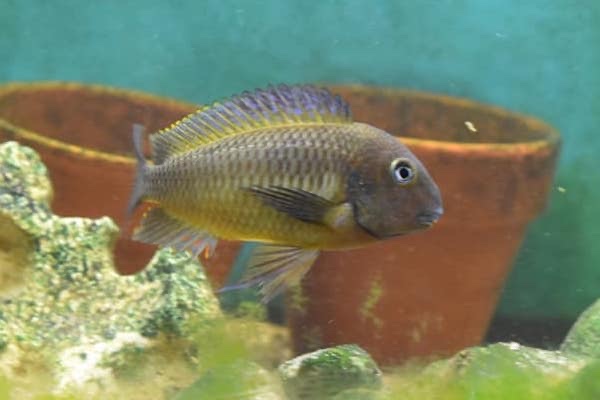 Tropheus moorii 'Taala (Lusembwa) Point'